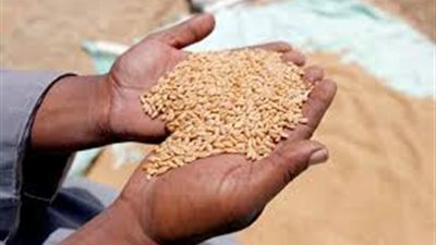 الحكومة تنفي استيراد تقاوي قمح مُسرطنة