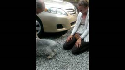 بالفيديو.. كلب يغمى عليه لرجوع صاحبته من السفر