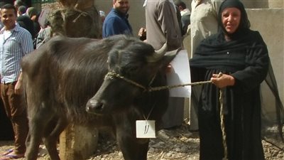 «التضامن» توزع الجاموس على فقراء الفيوم.. غادة والي: نتواصل مع الزراعة والمحافظين لتوصيل العجول للمستحقين.. «الشريف»: نستهدف تحسين الأوضاع المعيشية وتنمية الثروة الحيوانية.. والإما