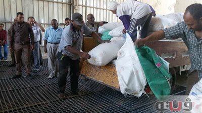 بالصور.. استمرار توريد القمح إلى صوامع وشون قنا