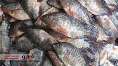 استقرار أسعار الأسماك.. والبلطي يسجل 30 جنيها