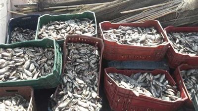 ضبط طن أسماك مهربة من بحيرة ناصر في أسوان