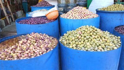 ضبط 977 طن زيتون مخلل فاسد في مصنع لإنتاج المواد الغذائية