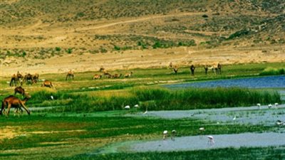 محمد عيسوي يكشف التعديات على المحميات الطبيعية