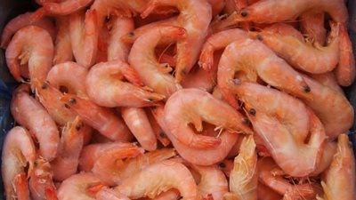 «الجمبرى المجمد» يسجل 60 جنيها بسوق العبور