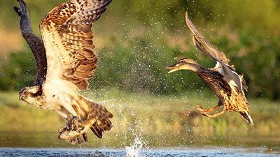 بالصور.. بطة تهزم نسرا حاول اصطياد سمكة من بحيرة