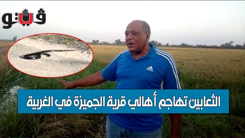 فيتو