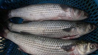 أسعار الأسماك.. والبوري يسجل 45 جنيها «جملة»