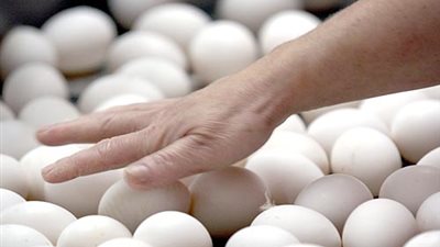 انخفاض أسعار بيض المائدة 3 جنيهات