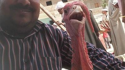 ذعر بين أهالي الأقصر خوفًا من إصابة الديوك الرومي بالسلامونيا