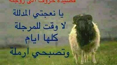 قصيدة خروف إلى زوجته