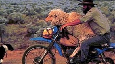 بالصور.. أغرب اللقطات لسائقي الدراجات النارية حول العالم