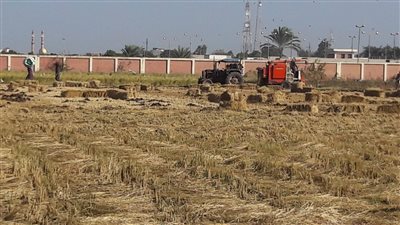 حصاد 63% من زراعات الأرز وتدوير القش بالبحيرة