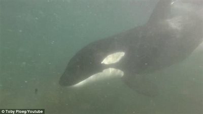بالفيديو والصور.. الحيتان القاتلة تلهو مع غواصين بنيوزيلندا