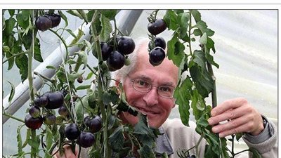 بالصور.. طماطم سوداء تشفى من السرطان