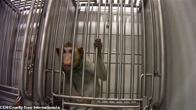 اكتشاف مختبر للأدوية يعذب به الحيوانات (فيديو وصور)