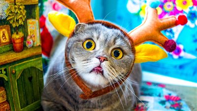 بالصور.. قطة تنال شهرة واسعة على «إنستجرام» لتشبهها بـ«أينشتاين»