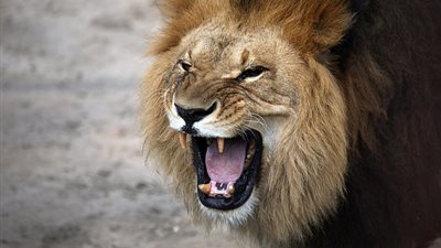 رجل يلقي كهربائي كوجبة لأسد بسبب الخلاف على الأجر