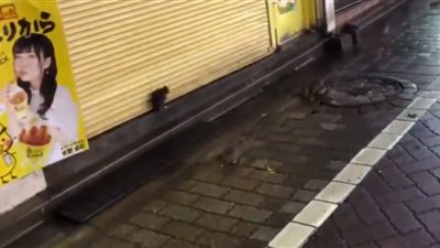 الفئران تغزو شوارع طوكيو بعد إعصار هاجيس(فيديو)