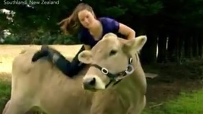 بالفيديو.. فتاة تحول بقرتها إلى حصان