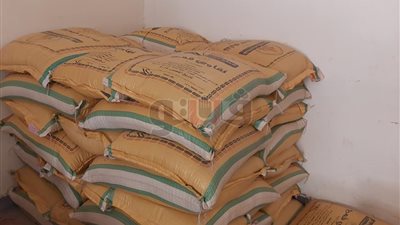 الزراعة تطرح 6 أصناف من تقاوي القمح لمزارعي الوادي الجديد