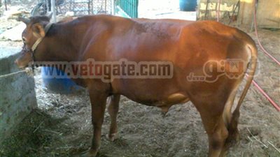 عجل هارب من جزار يثير الرعب بشارع الهرم