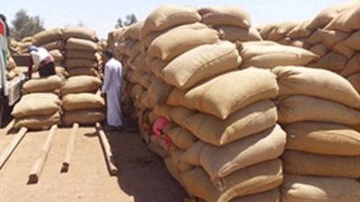 توريد 143 طنا و956 كيلو قمح لشون وصوامع سوهاج