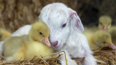 بالصور.. شاهد أجمل اللقطات لأحضان الحيوانات