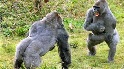 بالصور.. «خناقة» بين اثنين من حيوانات الغوريلا على «البطاطس»