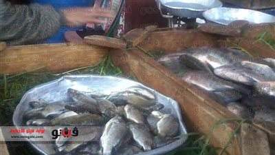 بالصور.. ركود في أسواق الأسماك قبيل عيد الأضحى