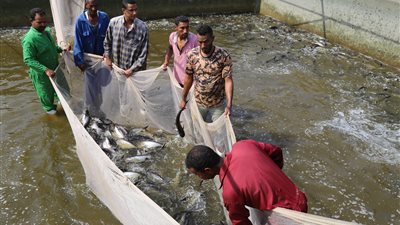 15 صورة ترصد عملية استخراج الأسماك في دورة الاستزراع الرابعة بقنا