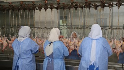 المجزر الآلي بقنا يواصل عمليات ذبح الدورة الجديدة من الدواجن (صور)