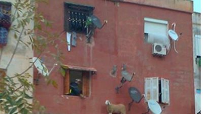 عاجل.. خروف يهدد بالانتحار ويطالب بإلغاء عيد الأضحى