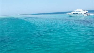 محميات البحر الأحمر تكشف تفاصيل نفوق درفيل مصاب بخليج شرم الميه