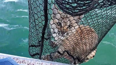 عائلة تصطاد قطا بدلا من الأسماك في مشهد غريب (فيديو وصور)