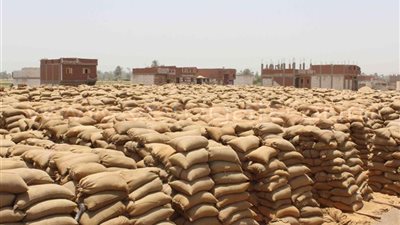 توريد 955 طنا بأول أيام استلام القمح من المزارعين في الغربية