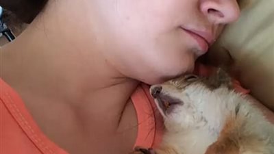 سنجاب يذيب قلوب مستخدمي الإنترنت بطريقة نومه (فيديو وصور)