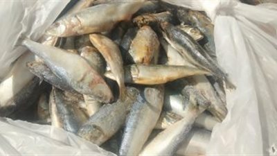 غلق 3 مخازن أسماك مملحة لنقص الاشتراطات الصحية وعدم وجود ترخيص بالدقهلية