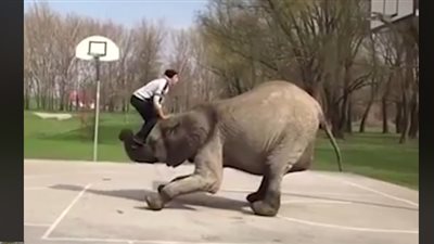 فيل يشارك في خدعة كرة سلة (فيديو)