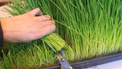 عشبة الليمون تضمن الشفاء من أمراض المعدة والضغط والجهاز العصبي