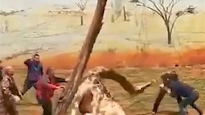 زرافة تسقط ميتة في ظروف غريبة بحديقة حيوان (فيديو)