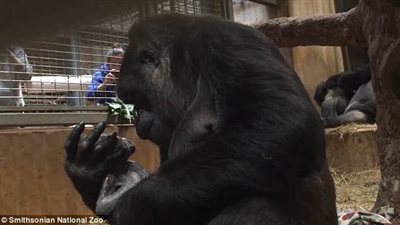 لحظات حميمية تجمع غوريلا بمولودها (فيديو وصور)