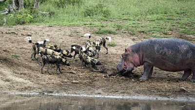 معركة بين فرس نهر وضباع على جثة حيوان (صور)