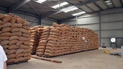 توريد 421 طن قمح بصوامع بنها