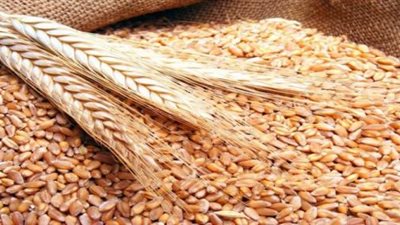 «المطاحن» تطالب بلجنة محايدة لجرد القمح في الصوامع