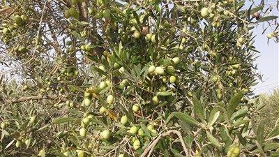 «زراعة الزيتون ونقل السكان».. تفاصيل خطة البرلمان لتنمية سيناء