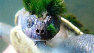 سلحفاة نهر «دي لا ماري» تنضم لقائمة الزواحف المهددة بالانقراض