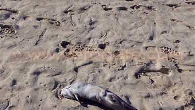 بالصور.. أسماك نافقة على شواطئ العجمي بالإسكندرية