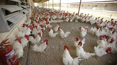 البرديسي: 25 جنيها سعر كيلو الدواجن في المزرعة