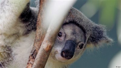 «كوالا» يتشبث بسيارة لمسافة 90 كيلو مترًا بـ«أستراليا»